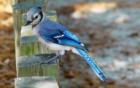 Native Blue Jay at home on Hilton Head