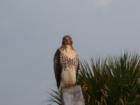 Hilton Head Bird of Prey