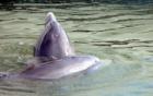 Dolphins looking for friends