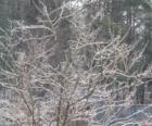 Winter Glory