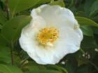 A close-up shot of a Camellia bloom just left of the Tee on Hole 17 on the Creek Course at Carolina Trace in Sanford, NC. 