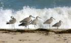 Bird's View at the Ocean