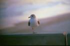 Baby Seagull Perches on Johnny Mercer Pier Photo by Ginger Sala
