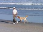 Dog Loves the Beach Photo by Ginger Sala