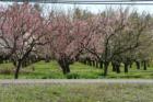 Durham:  one of Durham's fine almond orchards in full bloom spring of 2007.