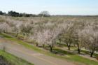 Durham:  vast almond orchards blooming in the spring of 2007.  
