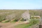 Durham:  acres of almonds blooming in Durham.  The different varieties are apparent in the variation of colors.
