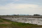 Richvale:  surrounding rice fields.