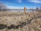 Early Sping  - Wetlands by Idaho Creek (Longmont, Weld County)