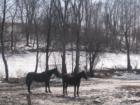 Horses in the mud