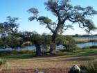 Majestic Tree by Intracoastal Waterway Wilmington Area,NC Photo by Ginger Sala