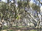 Live Oaks at Fort Fisher
      Photo by Ginger Sala