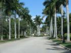 Tall majestic palms and fountains are found throughout the community