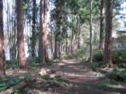 Path through wooded area leading to Long Lake (community has deeded lake access)