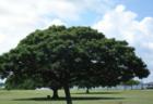 Aiea - Pearl Harbor in background
