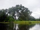 Bayou