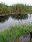Gator Hunting