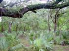 Bayou