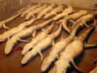 Gator processing plant.
