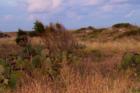 Beach Cactus on the Dunes, Wrightville Beach, NC Photo by Ginger Sala