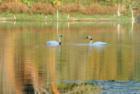 Swans on Jones Creek Pond near Moorhead Iowa.