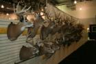 Iowa Deer Classic Big Buck Contest