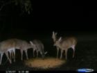 Hunters Paradise