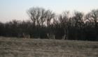Whitetail Deer at Smalls Fruit Farm