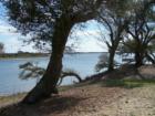Trees by Intracoastal Waterway, Hampstead NC