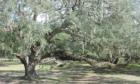 Live Oak Tree Rolling Hills sub division