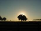 Sunrise Winding Oaks Farm Ocala Florida