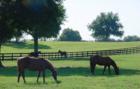 Horses in a field Shady Road Ocala Florida