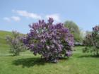 Lilacs at Highland Park