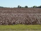 Cotton Field in Jackson, TN