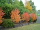 Fall color on crepe myrtle's in Collierville