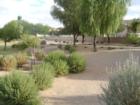 Neighborhood Park in Chandler