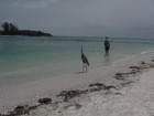 Bird on Beach.