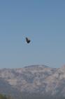 Bald Eagles do fly overhead in Lake Tahoe...
      Tahoe360.com!!  Make sure and bookmark www.tahoe360.com and plan your next trip with us!!