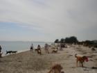 Famous Fort DeSoto Park...Dog Beach!  Are you a gog lover looking for a dog friendly location?  I can help you finance a home near this world famous beach.  Take your family friend to a leash free beach, let them enjoy the Gulf of Mexico with you!