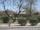 Landscaping galore in Carino Estates by Kaushik Sirkar, Chandler AZ REALTOR®