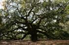The Angel Oak Tree on Johns Island, SC is over 65 feet tall and is believed to be more than 1400 years old.