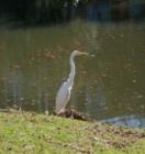There is wildlife everywhere in Charleston, SC!