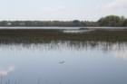 Wildlife abounds throughout the marshes of Johns Island, SC.