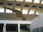 Inside the Natural History Museum. (See more pictures of the museum at http://www.laurawarden.com/ABQContent/Tour.aspx)
