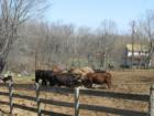 Cattle Feed Lots in Western Loudoun County, Purcellville Virginia.  Copyright 2007 Lenn Harley