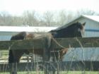 Western Loudoun County is Horse Country.  5 acres minimum required.  Copyright 2007 Lenn Harley