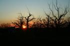 Apple Orchards in the Spring