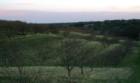 Apple Orchards in the Spring