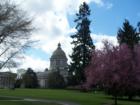 The Washington State Capitol Building, Spring of 2007 with the cherries in bloom.