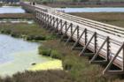 Pedestrian Walkway in the Ecological Reserve